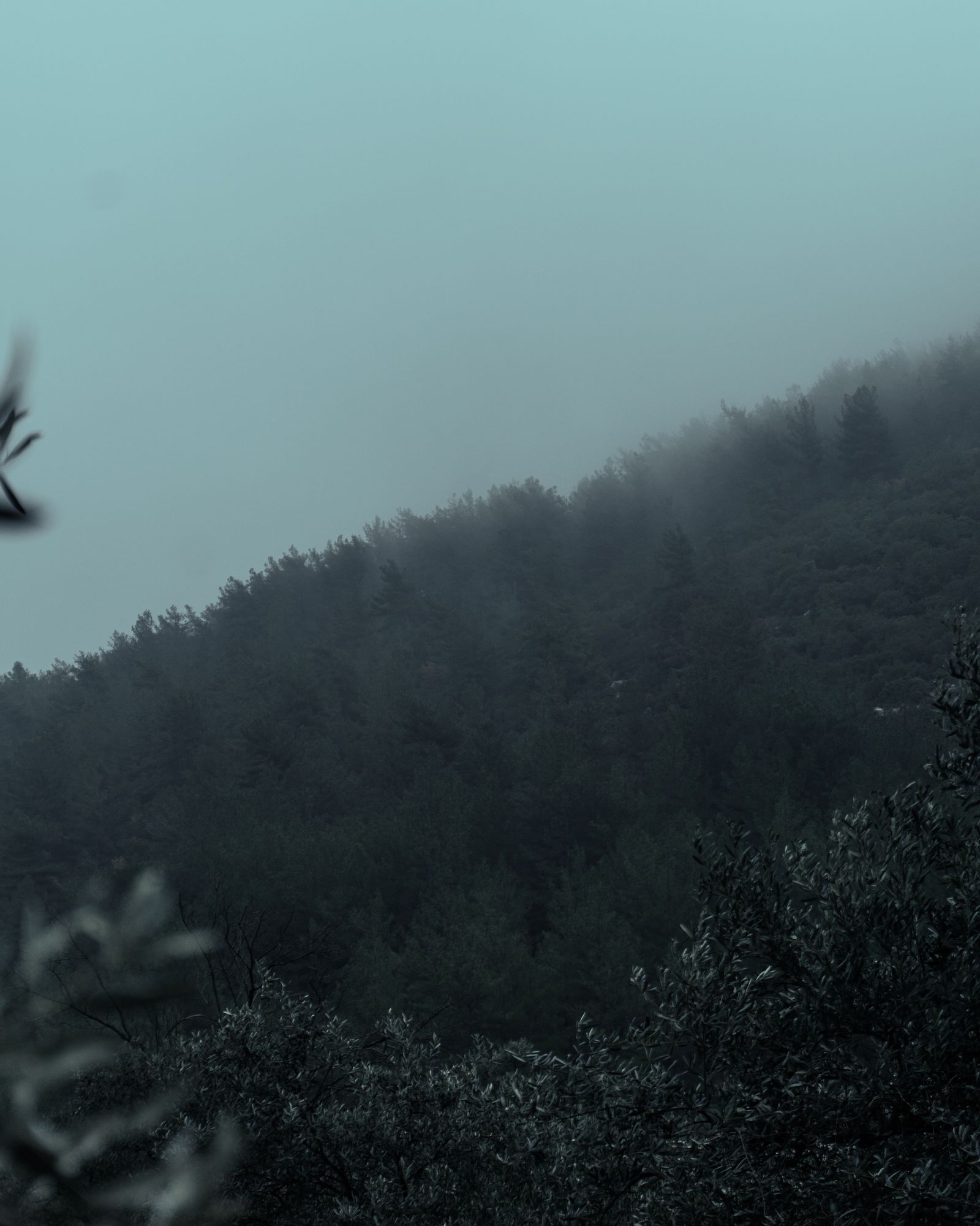 A misty forest hillside in morning fog.