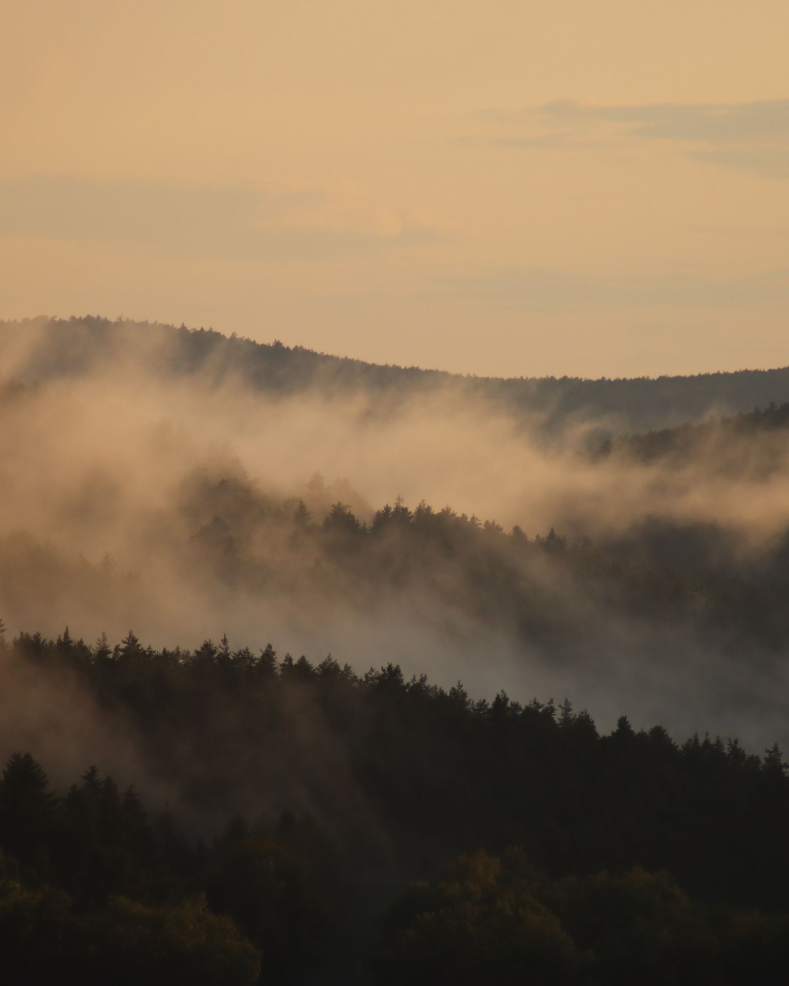Fog rolling over forested mountains at sunrise.
